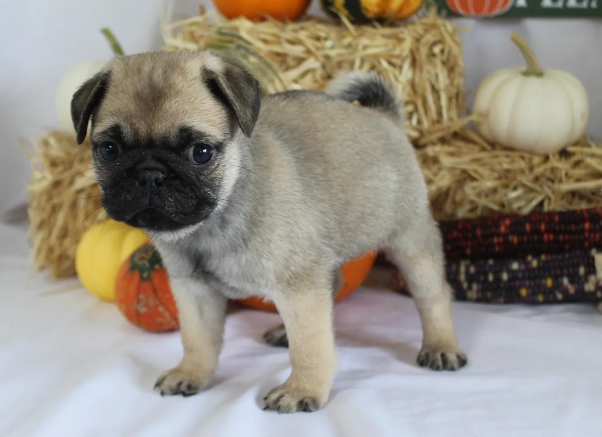 screenshot 2025 10 04 110826