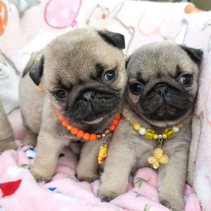 photo 2025 10 06 08 59 35